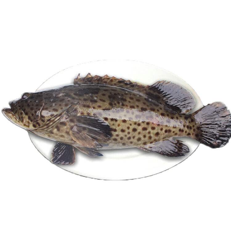 石斑鱼青斑2斤装原价128元,100份——漳州市玺玥水产品有限公司1元