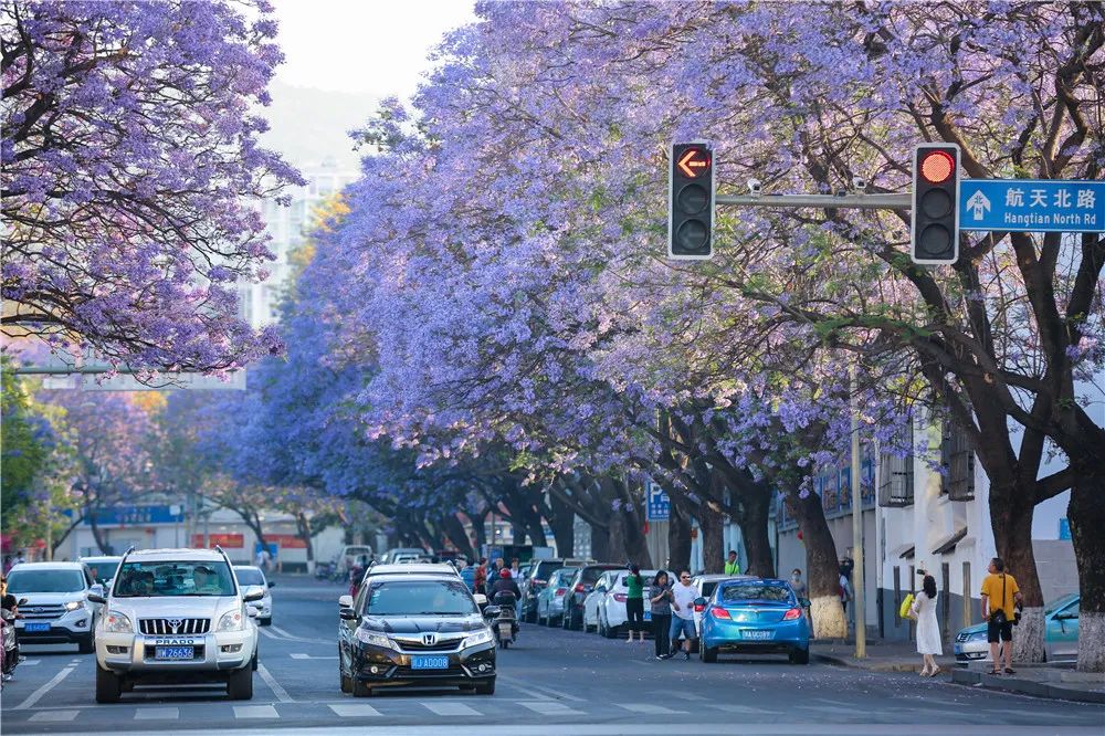 西昌市市花图片