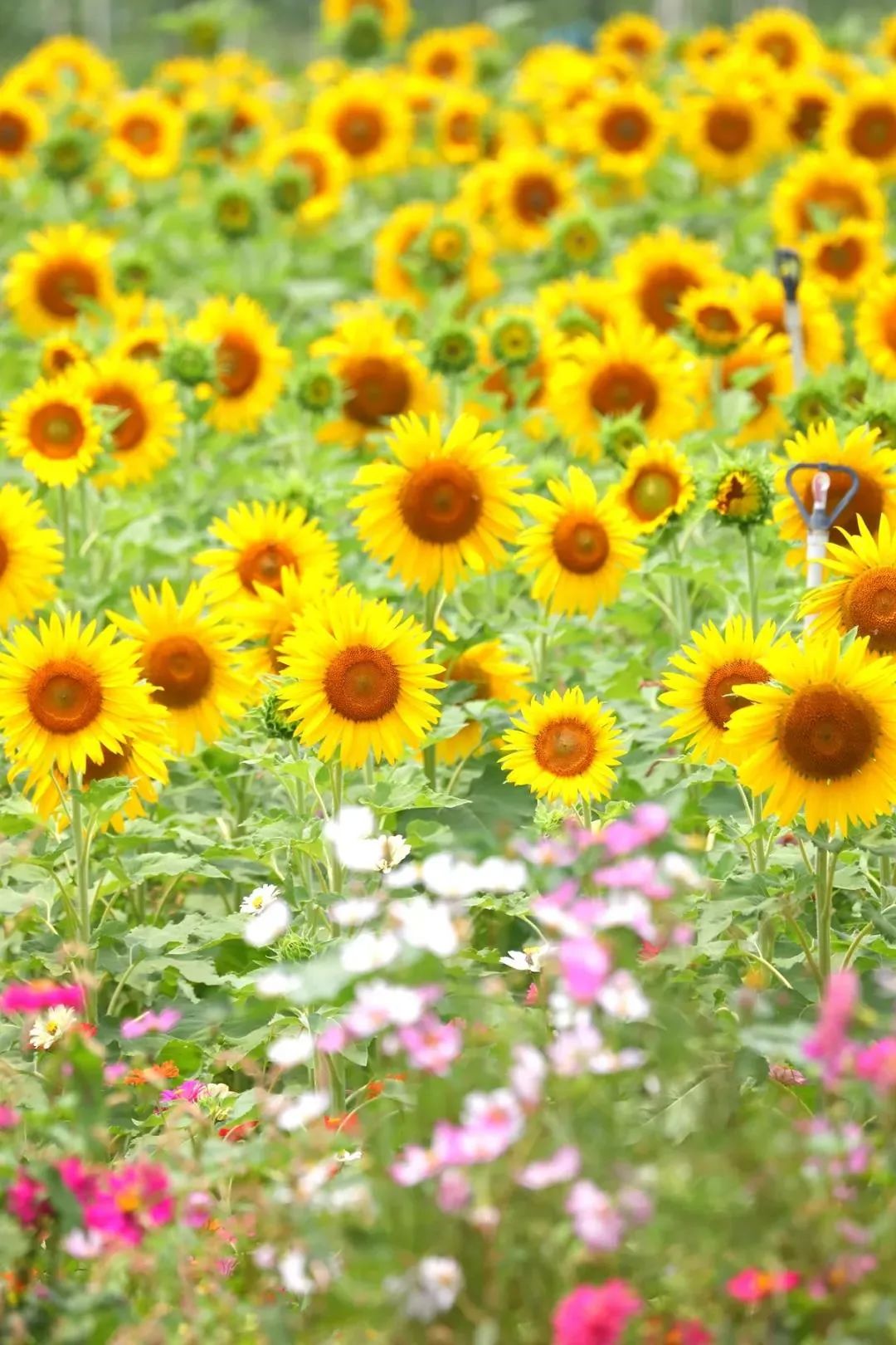 超大片向日葵花海错过等一年