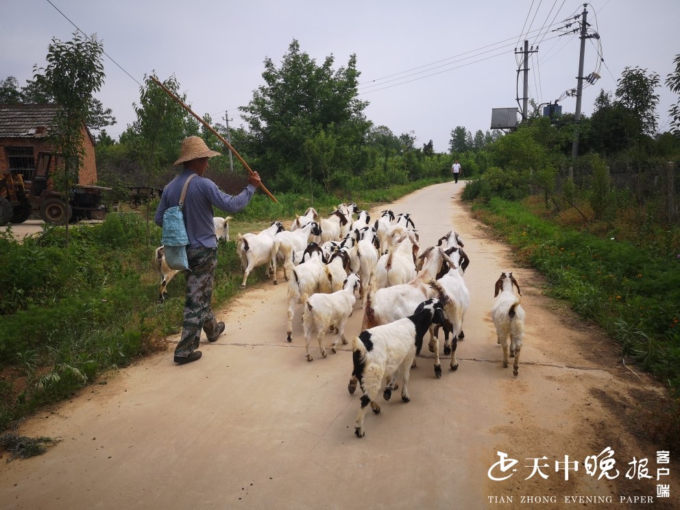 记者在驿城区蚁蜂镇聂湾村看到,一位年过半百的老人挥着鞭儿,赶着羊群