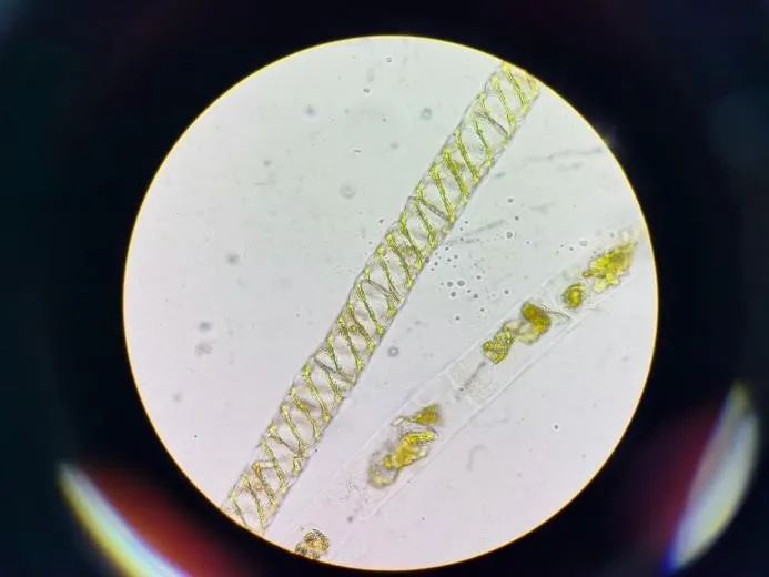 普通生物学实验——有性生殖时期的水绵永久制片免疫学实验——某动物