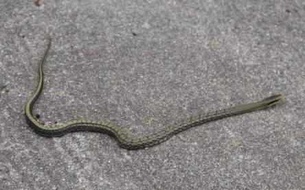 警惕5岁女孩被蛇咬伤奶奶用嘴吸血排毒结果一同住院