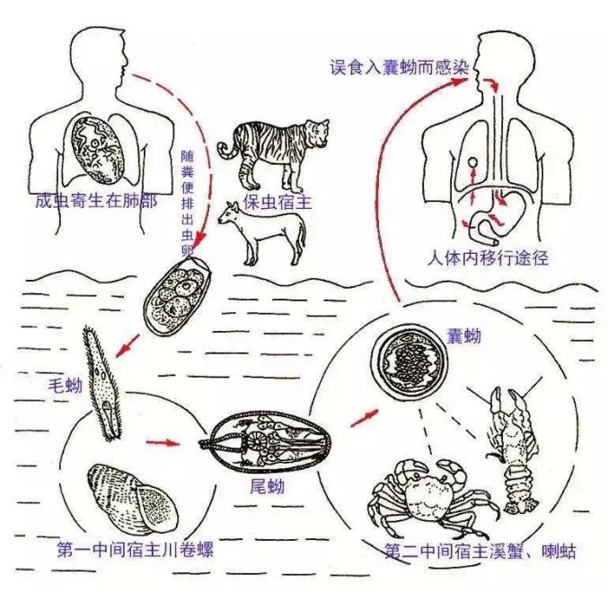 肺吸虫图片手绘图图片
