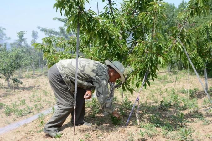 寨豁乡江岭村樱桃熟了!
