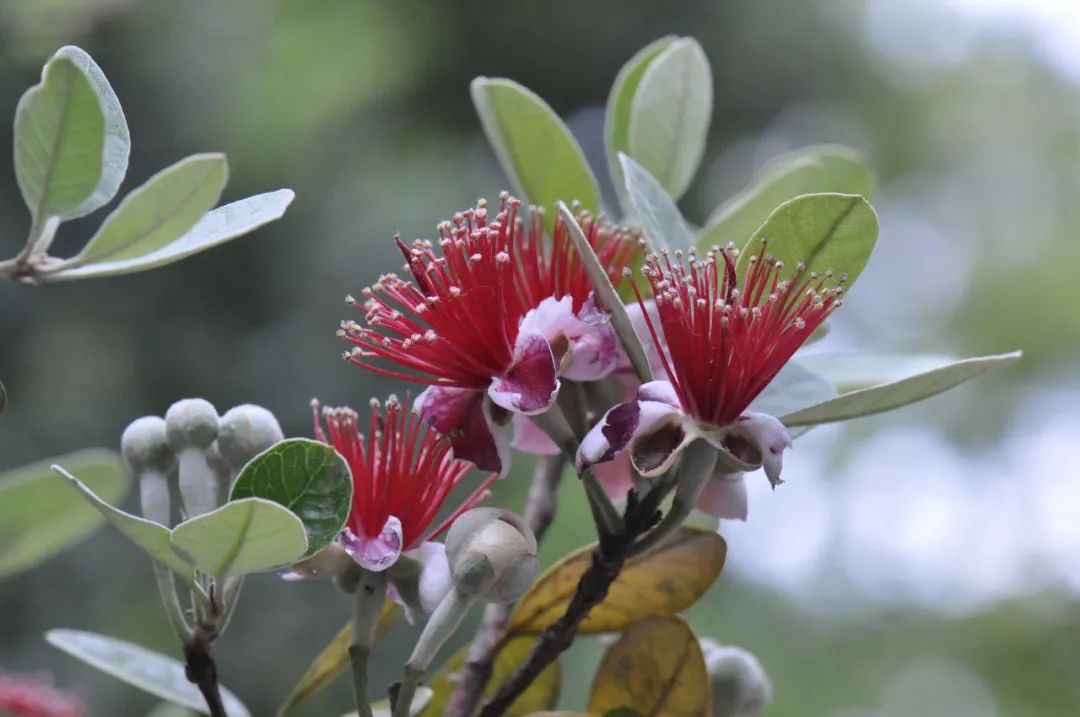 feijoa sellowiana菲油果(南美棯)觀賞點:園區南側多處臭椿古稱樗