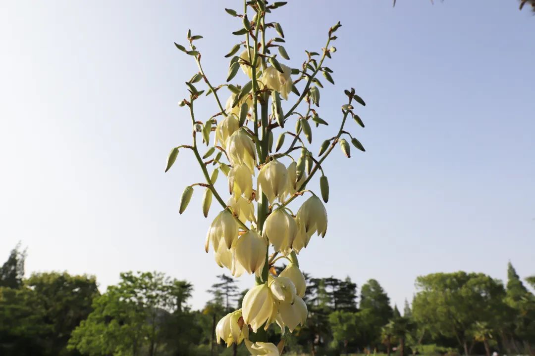 yucca gloriosa鳳尾絲蘭觀賞點:槭樹園,草藥園桃金娘科南美棯屬常綠小