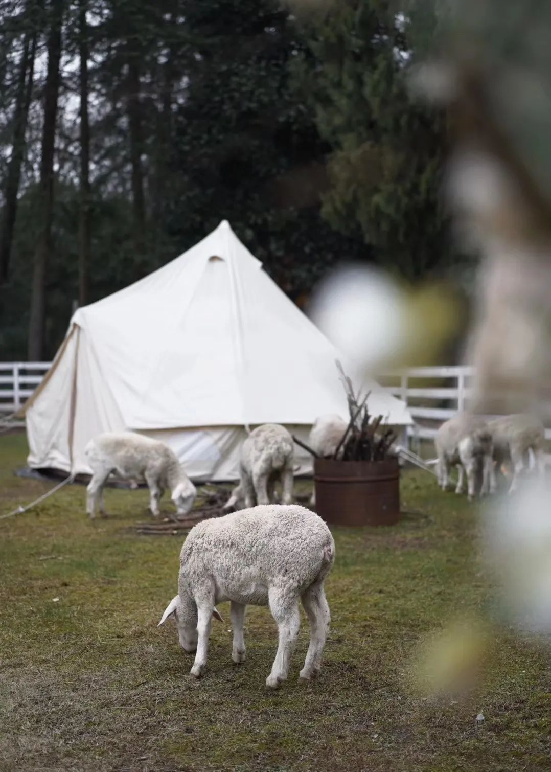 上房揭瓦67绵羊牧场夜景瀑布杭州又一波网红景点出炉