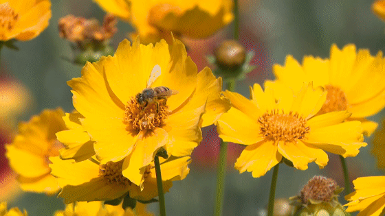 又一网红地!邳州这片花海,迷了眼,醉了心