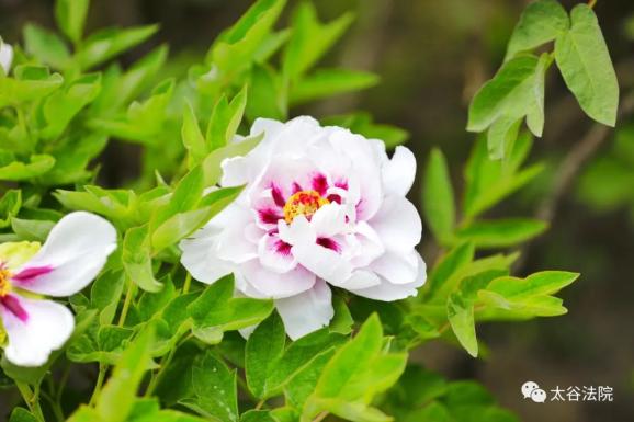 5月26日 15:00 地点:第一法庭 案件:杨菊花诉杨忌金等机动车交通事故