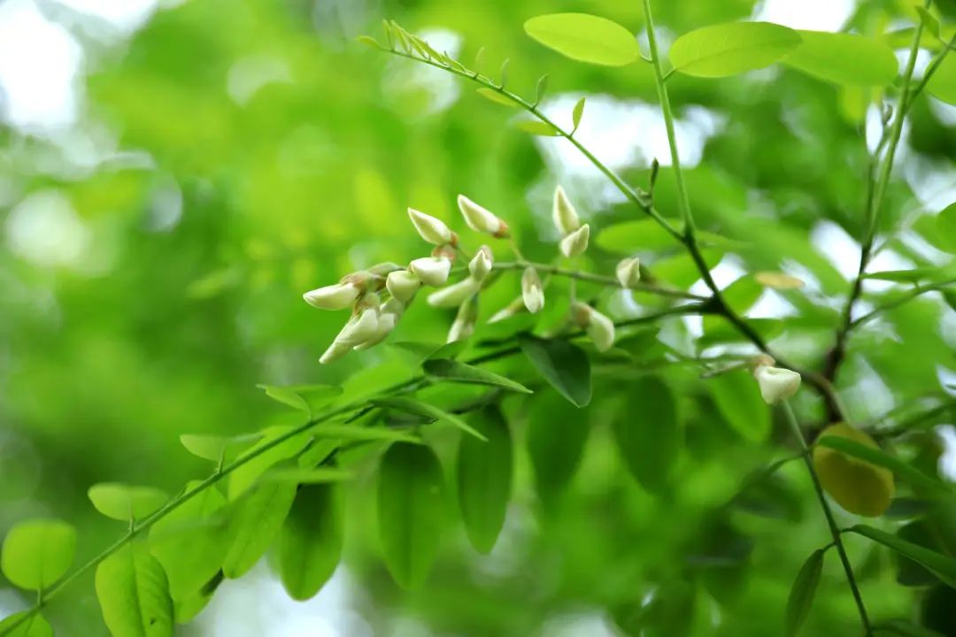 浅夏槐花百里飘香