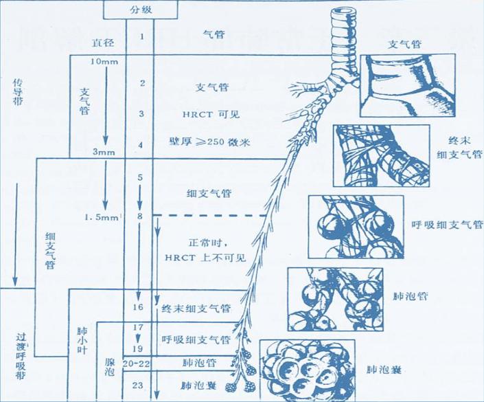 胸部ct与小气道炎症但是部分哮喘儿童连续几次肺功能下降,尤其是"小