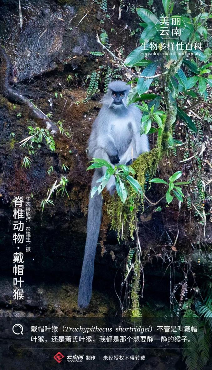 【生物多样性百科】脊椎动物•戴帽叶猴：我不是皮猴，我想静静！