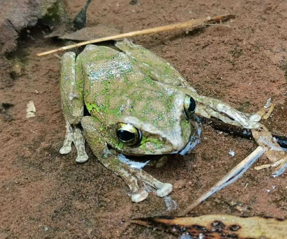 中国特有物种"峨眉泛树蛙"现身黄荆老林,长这个样子_澎湃号·媒体