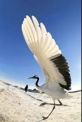 前端缓平,眼先裸露;尾短而圆斑尾林鸽(二级保护动物)体型和野斑鸽相似