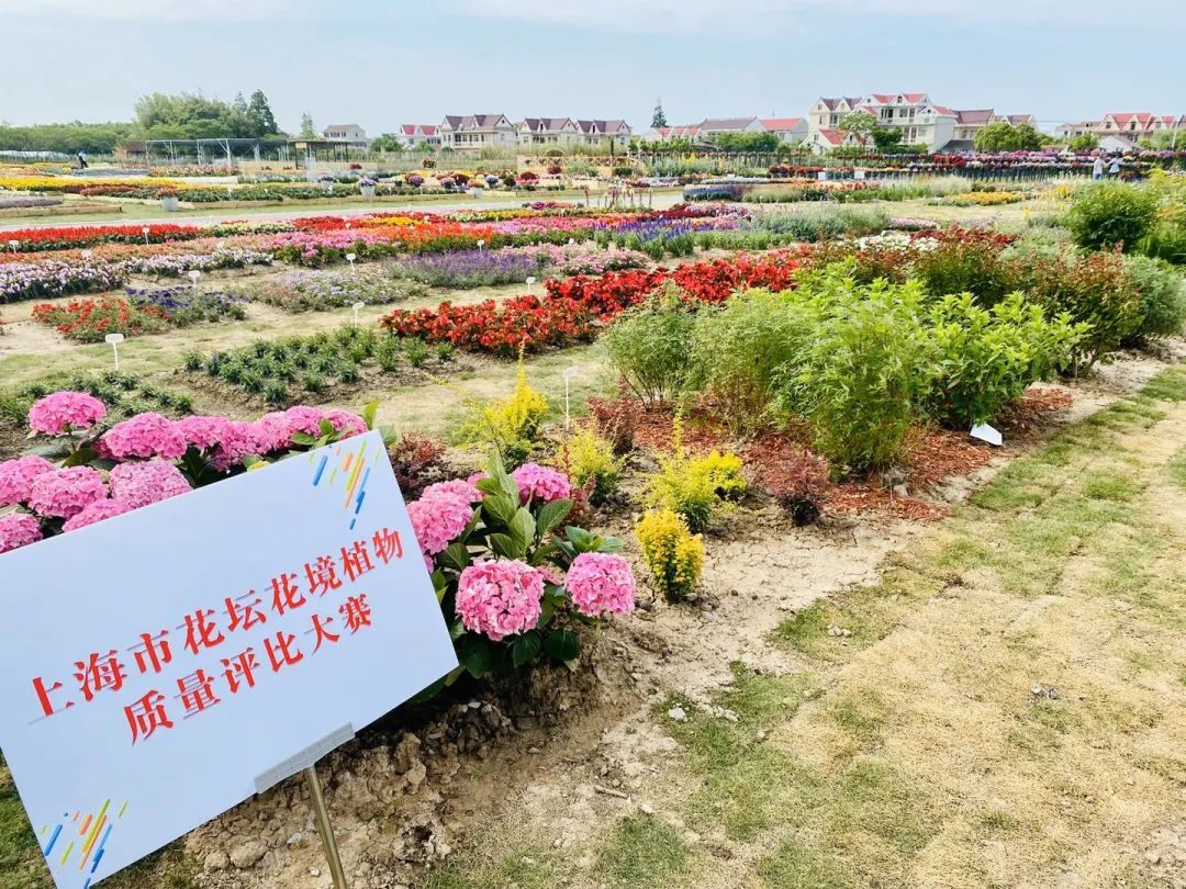 观展指南!明天起免费开放,快来崇明看花花世界