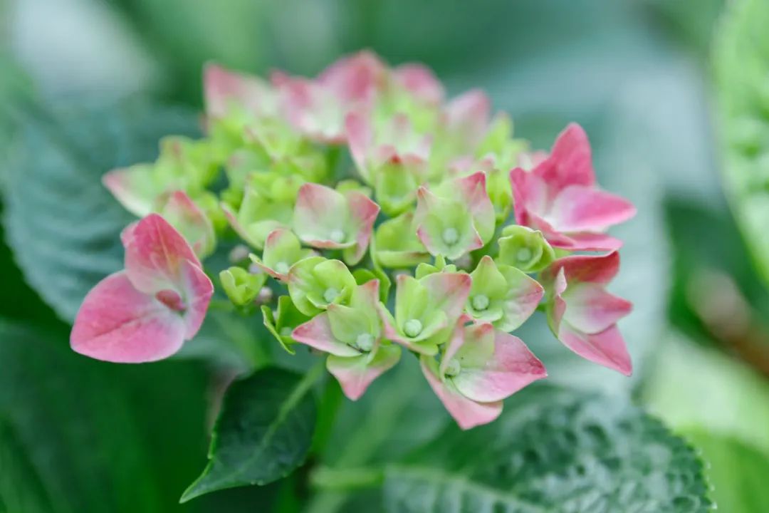 花开锦绣 来松江醉白池体验初夏的 颜值担当