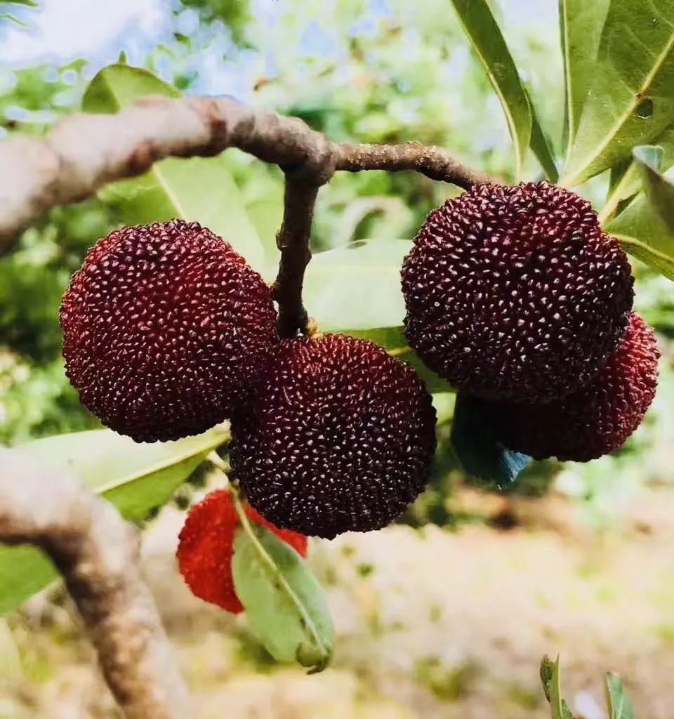 扬眉吐气的浮宫杨梅约你过夏日春宵