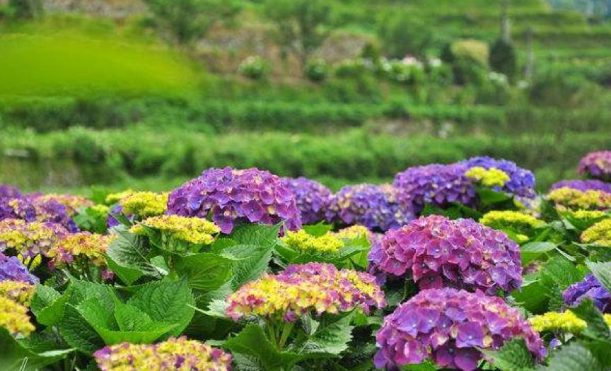 在2000株绣球花旁吃龙虾烧烤?宝山这个活动"绣色可餐"!