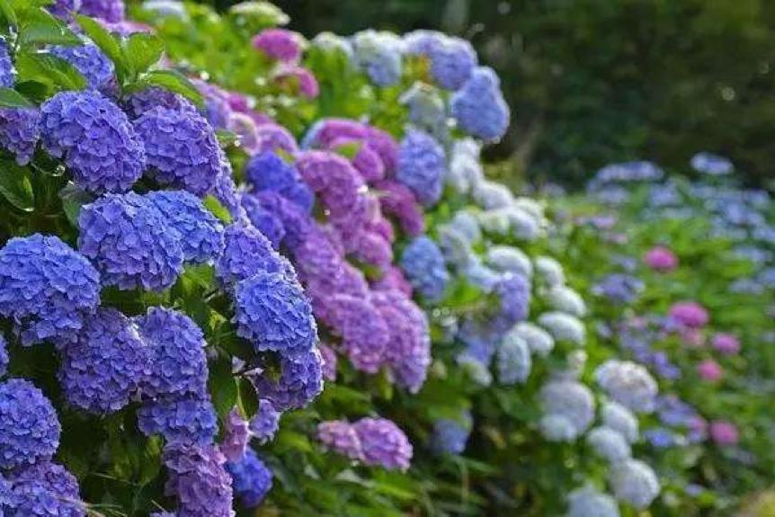 在2000株绣球花旁吃龙虾烧烤?宝山这个活动"绣色可餐"!