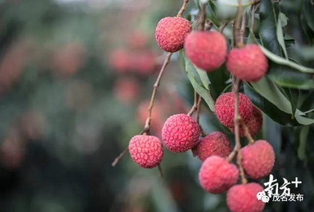 視頻| 一騎紅塵妃子笑,千年荔枝高州來!