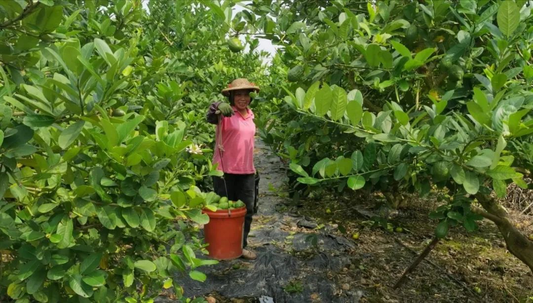 果香无籽功效多三水产出的香水柠檬能成精