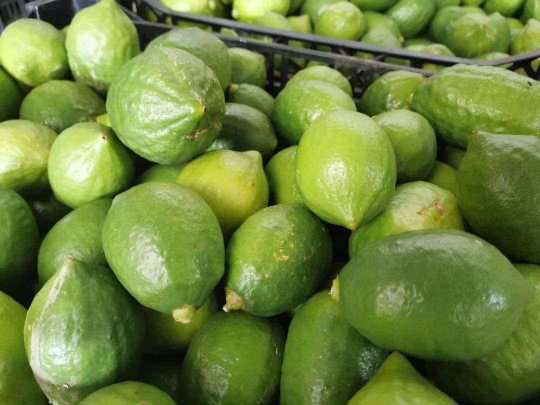 果香无籽功效多三水产出的香水柠檬能成精