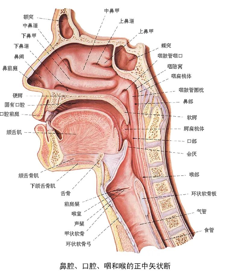 咽喉炎是一种常见的耳鼻喉科疾病,说白了就是咽喉黏膜部位的炎症病变