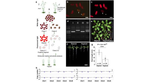 中国农大陈绍江教授团队实现双子叶植物单倍体诱导技术突破