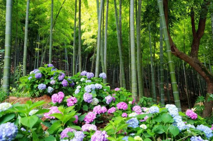又有花事上新湘湖这片宝藏竹林藏不住啦