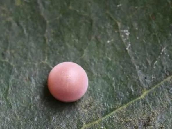 图为"金斑喙凤蝶"的卵.浙江乌岩岭国家级自然保护区管理中心供图