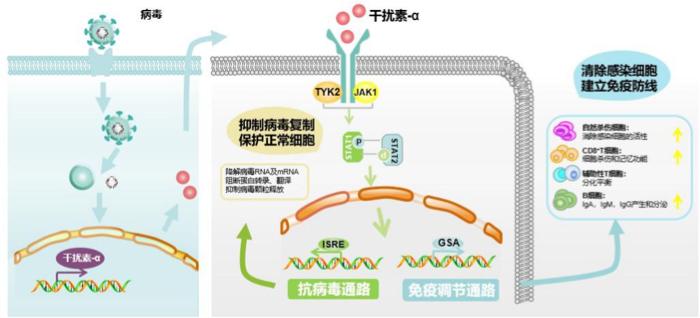 干扰素 新冠图片