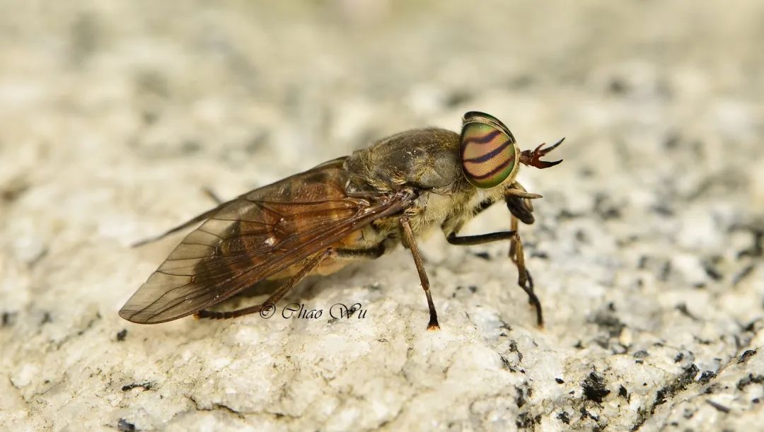 好好的出游 怎么总有刁虫想害朕 湃客 澎湃新闻 The Paper