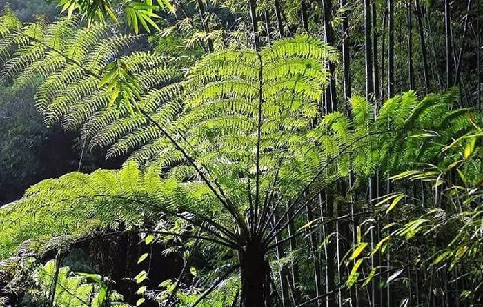 為什麼說雲南南滾河國家級自然保護區熱帶雨林保護區是具有世界意義的