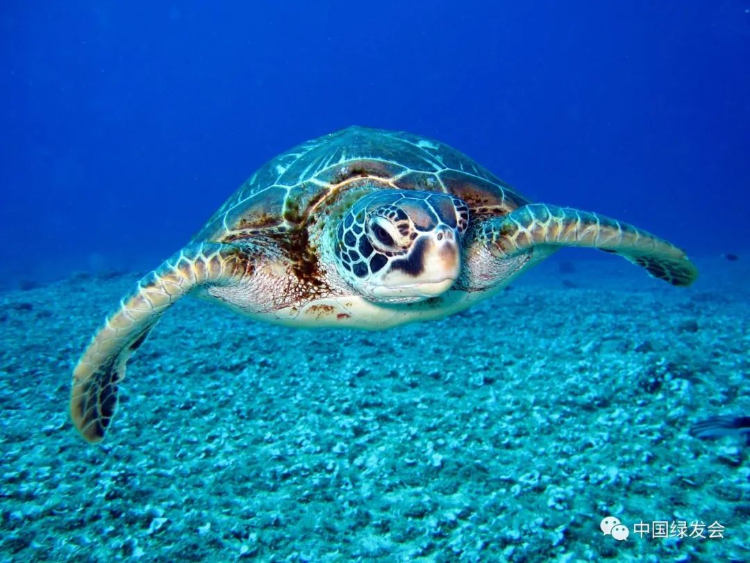 abdo在线图书馆-棱皮龟迁徙（Leatherback Turtle Migration）_文库-报告厅