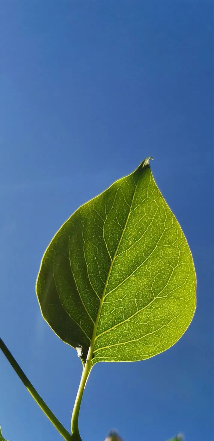 长春夏天的绿是最好看的颜色每张图都可以拿来当壁纸