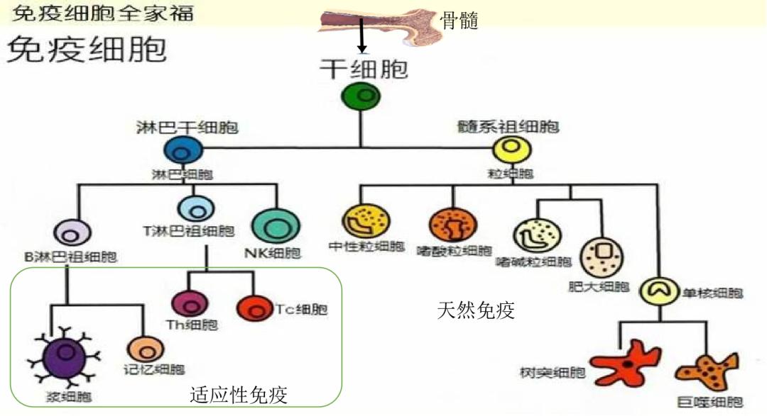 物中生有第四讲柴谦免疫系统的钢铁洪流进行曲