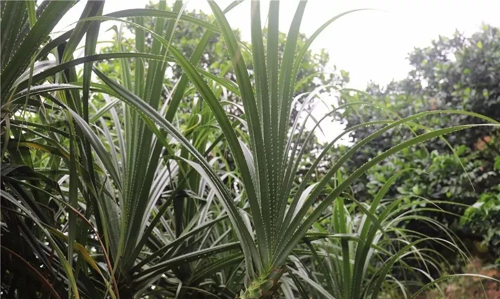 意为长在树林旁的植物 湛江,茂名,阳江一带叫"露兜树"簕古树 林旁