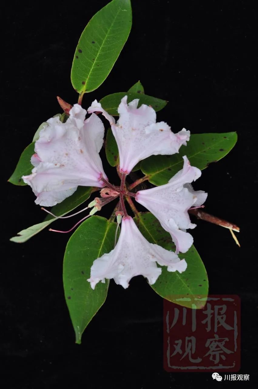 凉山发现一株已宣布野外灭绝枯鲁杜鹃甘孜还发现零星小种群