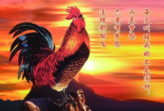 早上鸡打鸣就是为了喊你们起床
