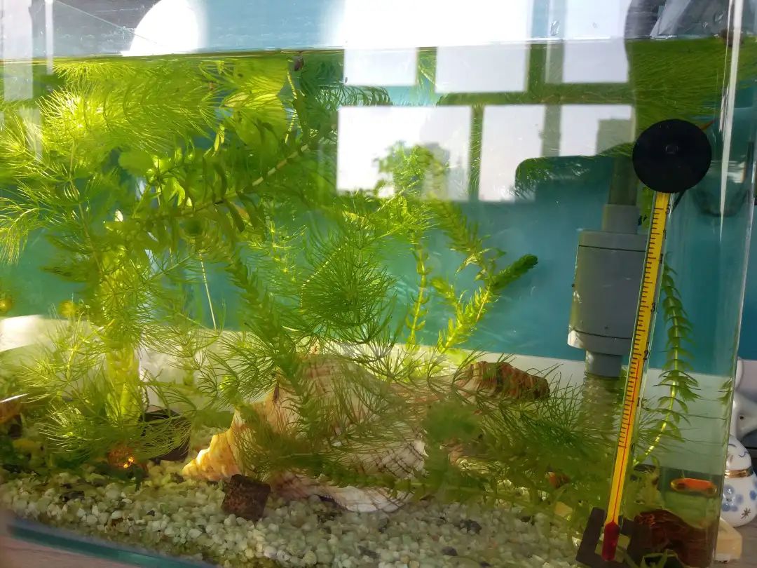 大家的桌面上放了些啥 有的人能开动物园了 湃客 澎湃新闻 The Paper