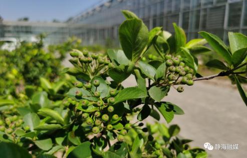 静海决战双胜双赢从种得了到种得好黑果腺肋花楸种植有新招