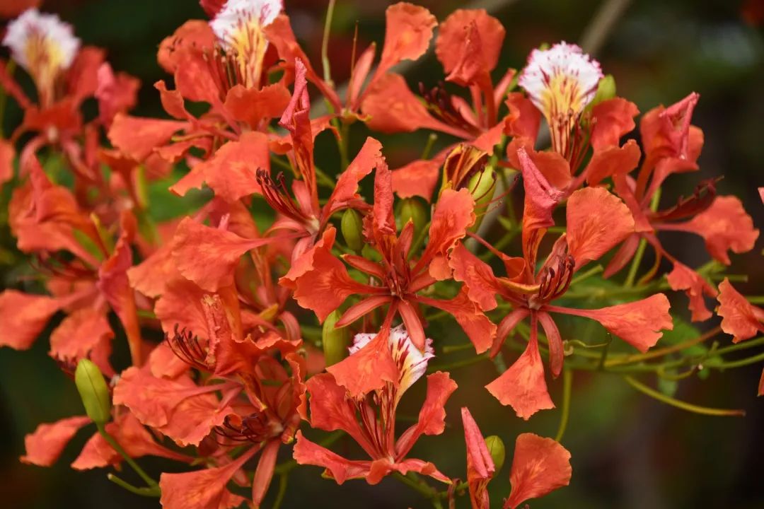 鳳凰花開五月的天河紅了