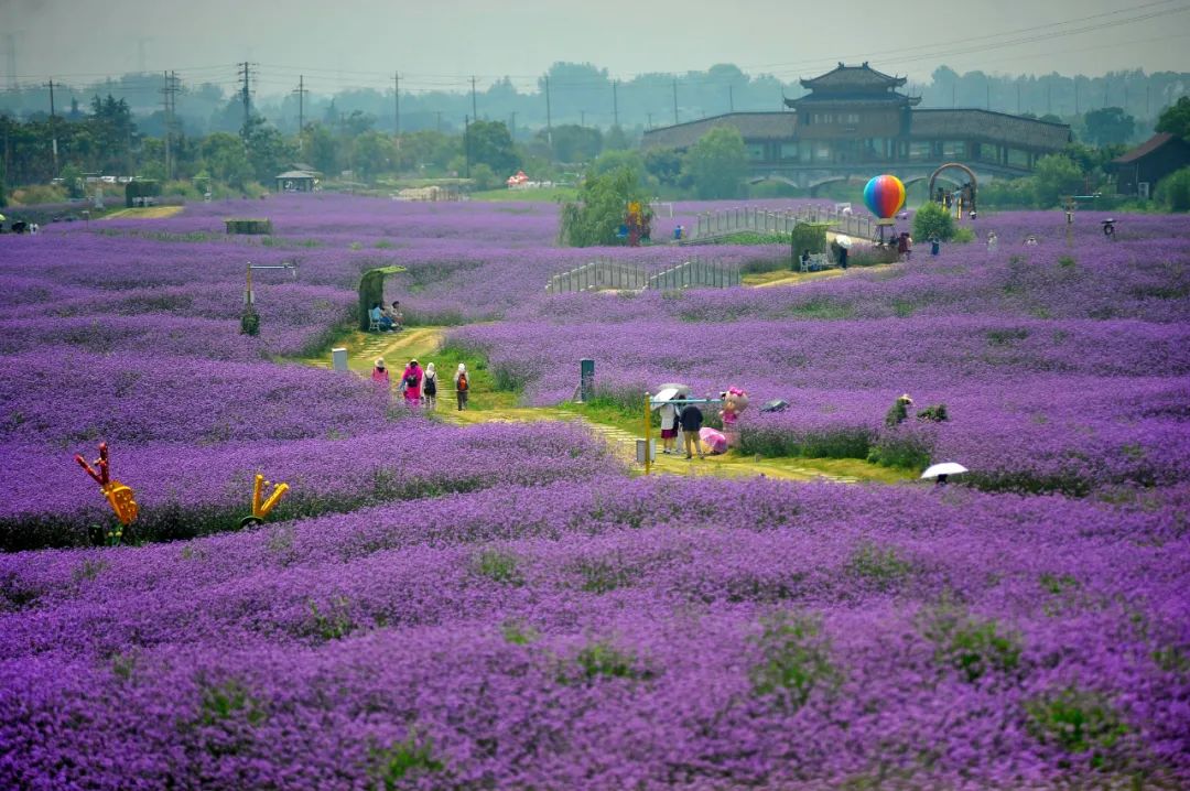藏不住了南京这片夏日限定花海惊艳上线