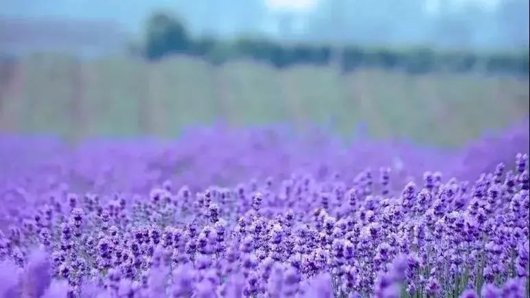 将持续到6月中下旬这片薰衣草和柳叶马鞭草的花期据悉吸引不少游客前