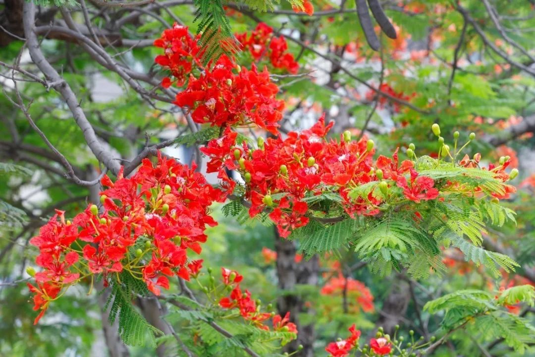 今年鳳凰花也準時來