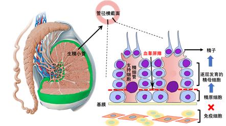 有害物质(包括药物)和体积较大的细菌也都难以进入成熟精子所在的一侧