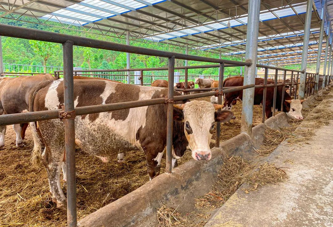 【决胜全面小康决战脱贫攻坚】别掉链!忻城这些产业有"钱途"