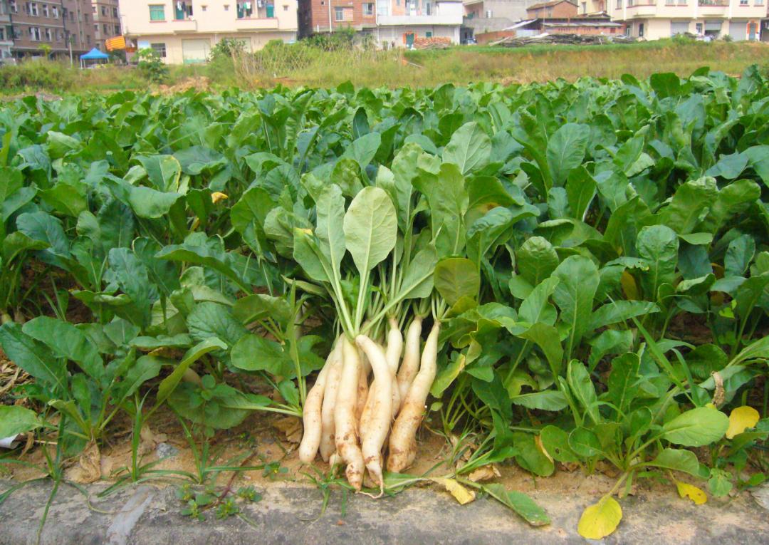 新时代文明实践|传统美食:阴菜