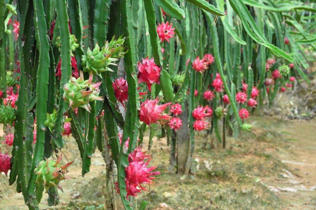 感受夏日清甜西瓜菠蘿百香果肇慶水果地圖出爐啦