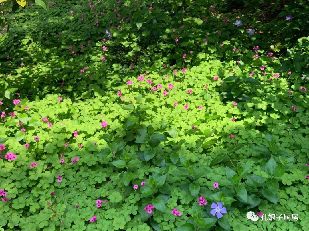 爱神是什么花 48.jpg